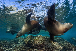 Sea Lions Playing, Isla Magdalena México by Alejandro Topete 